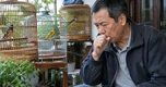 Ho khan sau thời gian nuôi chim, gà, đến viện phát hiện phổi xơ hóa