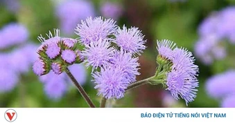 Hoa cứt lợn có thật sự chữa được viêm xoang? Sự thật ít người biết