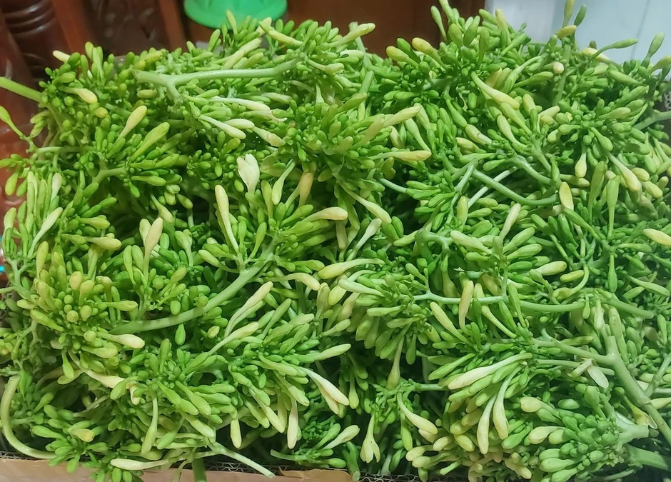 Hoa đu đủ đực trị ho, ai không nên dùng? Hoa đu đủ đực trị ho, ai không nên dùng?