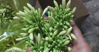 Hoa đu đủ đực trị ho, ai không nên dùng?