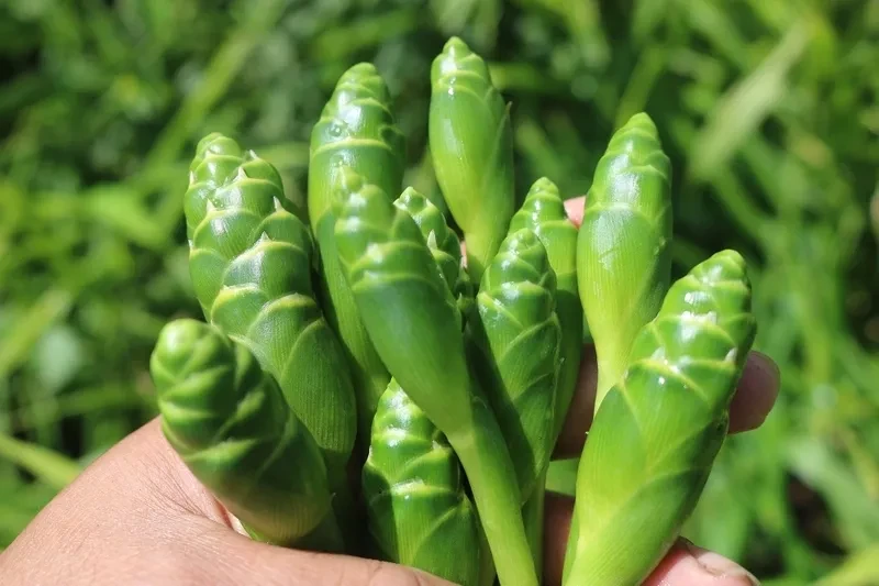 Hoa gừng: Loại đặc sản lạ miệng với giá trị dinh dưỡng bất ngờ Hoa gừng: Loại đặc sản lạ miệng với giá trị dinh dưỡng bất ngờ