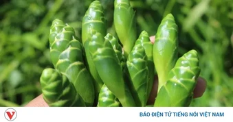 Hoa gừng: Loại đặc sản lạ miệng với giá trị dinh dưỡng bất ngờ
