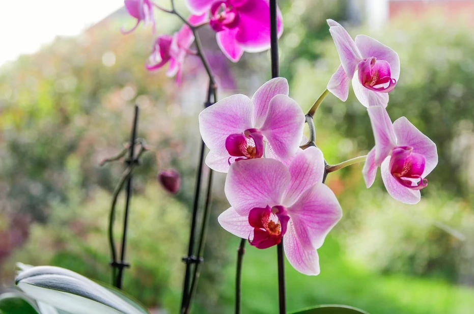Hoa lan "rất thích" được bón thứ này vào mùa thu: Nhà nào cũng có sẵn! Hoa lan "rất thích" được bón thứ này vào mùa thu: Nhà nào cũng có sẵn!