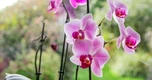 Hoa lan "rất thích" được bón thứ này vào mùa thu: Nhà nào cũng có sẵn!