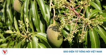 Hoa xoài - “kho báu” bị bỏ quên với loạt lợi ích sức khỏe bất ngờ