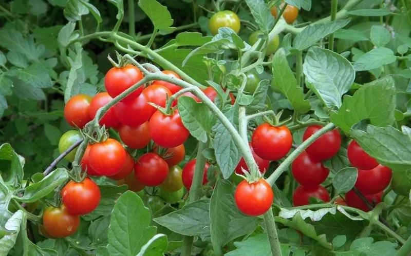 Ít ai biết: Quả cà chua nhỏ bé lại chứa “kho” vitamin tốt cho sức khỏe Ít ai biết: Quả cà chua nhỏ bé lại chứa “kho” vitamin tốt cho sức khỏe