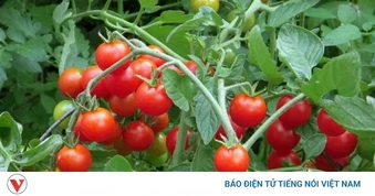 Ít ai biết: Quả cà chua nhỏ bé lại chứa “kho” vitamin tốt cho sức khỏe