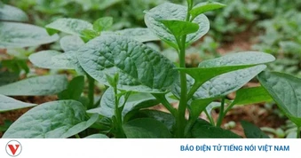 Ít ai ngờ 3 loại rau bán đầy chợ Việt lại có lợi cho đường ruột đến vậy