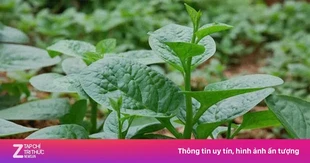 Ít ai ngờ 3 loại rau bán đầy chợ Việt lại có lợi cho đường ruột