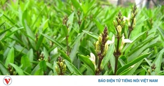 Ít ai ngờ cây thanh táo lại có công dụng hỗ trợ xương khớp đến vậy