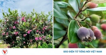 Ít người biết quả sim rừng tốt cho sức khỏe thế nào?