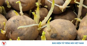 Khoai tây mọc mầm và chuyển xanh, loại nào độc hơn?