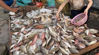 Không phải cá hồi, đây mới là 4 loại cá “tốt nhất cho sức khỏe” theo chuyên gia Mỹ: Việt Nam rất nhiều