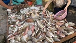 Không phải cá hồi, đây mới là 4 loại cá “tốt nhất cho sức khỏe” theo chuyên gia Mỹ: Việt Nam rất nhiều