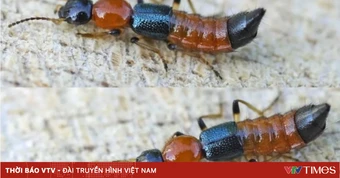 Kiến ba khoang: Nhận biết sớm - xử trí đúng khi tiếp xúc