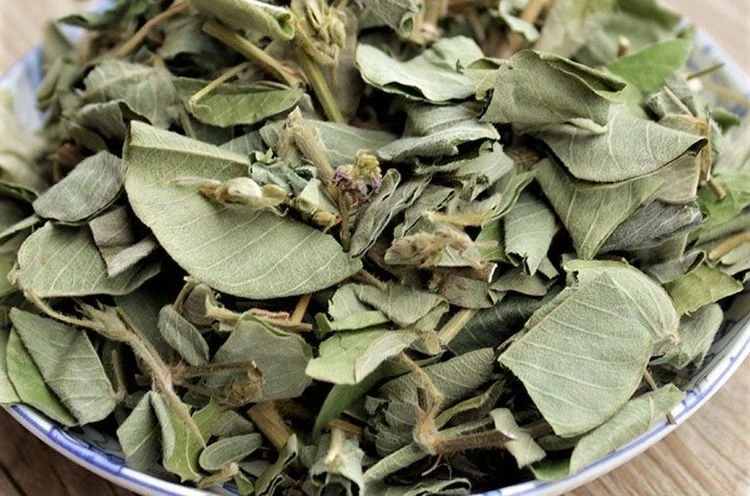 Kim tiền thảo khô có tác dụng gì mà được nhiều người tìm dùng? Kim tiền thảo khô có tác dụng gì mà được nhiều người tìm dùng?