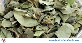 Kim tiền thảo khô có tác dụng gì mà được nhiều người tìm dùng?