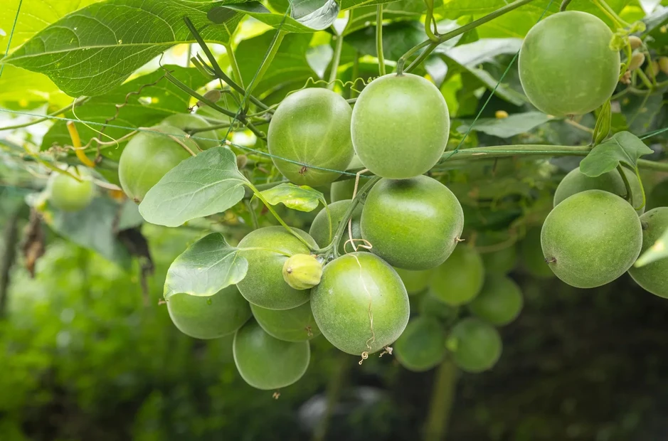 Kỳ lạ loại quả ngọt gấp 250 lần đường nhưng không gây tăng đường huyết, ngừa ung thư: Việt Nam có nhiều Kỳ lạ loại quả ngọt gấp 250 lần đường nhưng không gây tăng đường huyết, ngừa ung thư: Việt Nam có nhiều