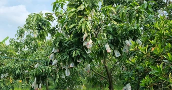 Kỳ lạ loại quả nhiều đường bậc nhất nhưng lại giúp ngừa tiểu đường, phòng cả ung thư: Việt Nam rất sẵn