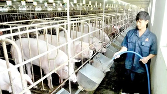 Kỳ vọng sàn giao dịch thịt heo