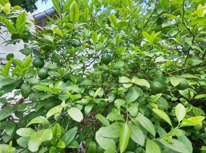 Lá chanh không chỉ để nấu ăn: Những bài thuốc dân gian ít ai biết Lá chanh không chỉ để nấu ăn: Những bài thuốc dân gian ít ai biết