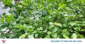 Lá chanh không chỉ để nấu ăn: Những bài thuốc dân gian ít ai biết