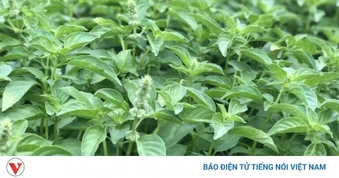 Lá é: Những công dụng ít ai ngờ tới