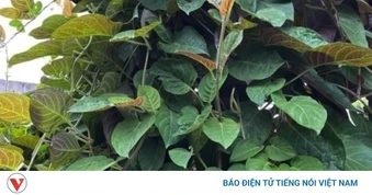 Lá mơ mọc dại khắp nơi, được xem là "bảo bối’ cho hệ tiêu hóa