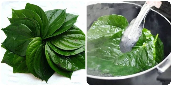 Lá trầu có tác dụng gì? Lá trầu có tác dụng gì?