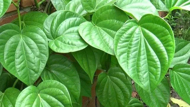 Lá trầu không - “vị thuốc dân gian” với nhiều công dụng đáng ngạc nhiên Lá trầu không - “vị thuốc dân gian” với nhiều công dụng đáng ngạc nhiên