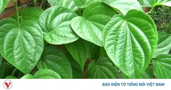 Lá trầu không - “vị thuốc dân gian” với nhiều công dụng đáng ngạc nhiên