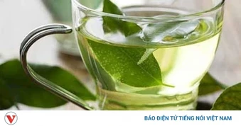 Lá vối chứa nhiều chất kháng khuẩn, nhưng uống nhiều có tốt không?