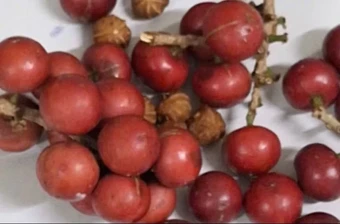 Lai Châu: Khẩn trương điều tra, xử lý vụ nghi ngờ ngộ độc thực phẩm do ăn quả lạ