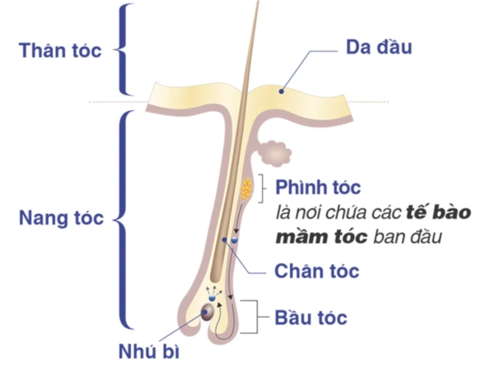 Làm thế nào phục hồi tóc hư tổn do nắng nóng? - Báo TinVina Làm thế nào phục hồi tóc hư tổn do nắng nóng? - Báo TinVina