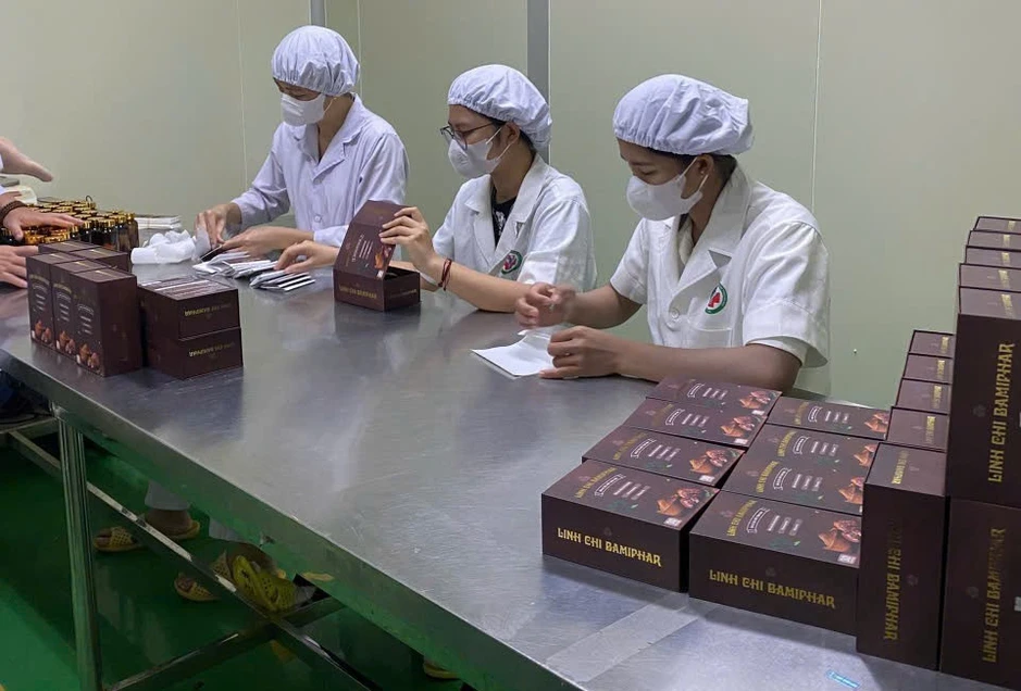 Linh Chi Bamiphar - Khi tinh hoa nấm dược liệu được ứng dụng trong chăm sóc sức khỏe chủ động Linh Chi Bamiphar - Khi tinh hoa nấm dược liệu được ứng dụng trong chăm sóc sức khỏe chủ động