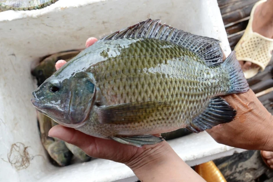 Loại cá bán đầy chợ Việt, được người Nhật mua về làm sashimi: Rẻ nhưng dinh dưỡng vượt cá hồi, cực tốt cho sức khỏe Loại cá bán đầy chợ Việt, được người Nhật mua về làm sashimi: Rẻ nhưng dinh dưỡng vượt cá hồi, cực tốt cho sức khỏe