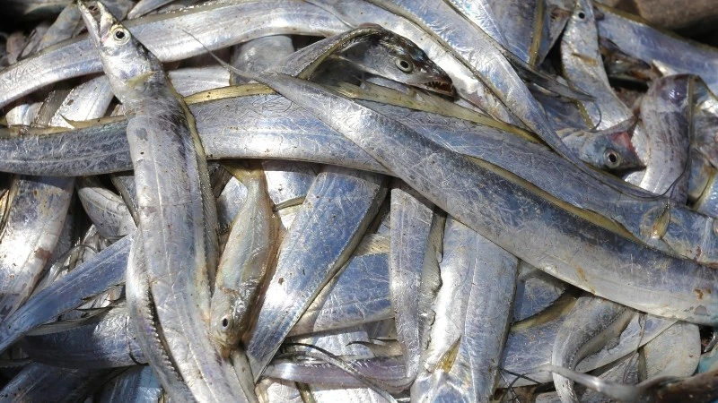 Loại cá bán đầy chợ Việt, được người Nhật mua về làm sashimi: Rẻ nhưng khoáng chất vượt cá hồi, cực tốt cho sức khỏe Loại cá bán đầy chợ Việt, được người Nhật mua về làm sashimi: Rẻ nhưng khoáng chất vượt cá hồi, cực tốt cho sức khỏe