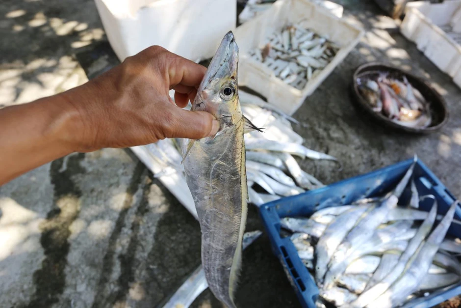 Loại cá bán đầy chợ Việt, được người Nhật mua về làm sashimi: Rẻ nhưng khoáng chất vượt cá hồi, cực tốt cho sức khỏe Loại cá bán đầy chợ Việt, được người Nhật mua về làm sashimi: Rẻ nhưng khoáng chất vượt cá hồi, cực tốt cho sức khỏe
