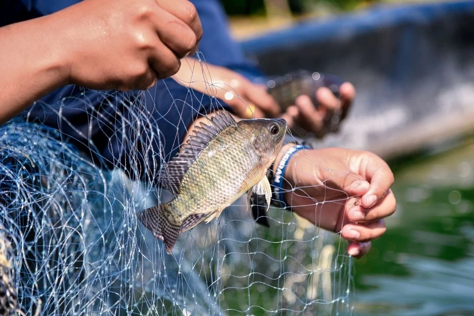 Loại cá bình dân giàu đạm bán đầy chợ Việt, được người Nhật mua làm sashimi Loại cá bình dân giàu đạm bán đầy chợ Việt, được người Nhật mua làm sashimi