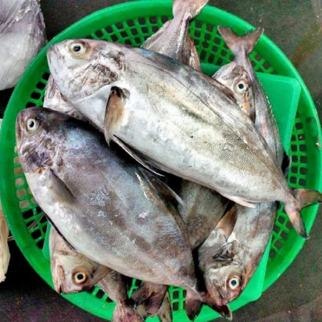 Loại cá đặc sản có cái tên "ngượng đỏ mặt": Xưa là món bình dân, giờ 400.000đ/kg vẫn được săn lùng vì vừa ngon vừa bổ