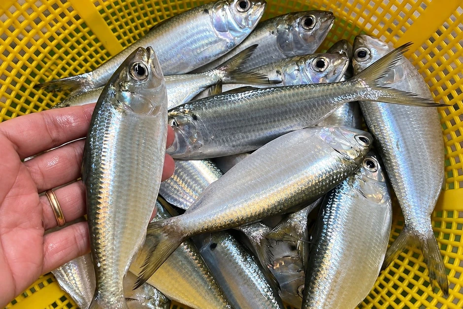 Loại cá được chuyên gia Mỹ khen "tốt hơn cá hồi", ở chợ Việt rất rẻ Loại cá được chuyên gia Mỹ khen "tốt hơn cá hồi", ở chợ Việt rất rẻ
