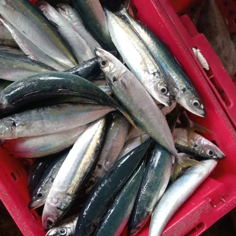 Loại cá tốt không kém cá hồi nhưng giá chưa bằng một nửa: Cực giàu Omega-3, chống ung thư, bồi bổ tim và não