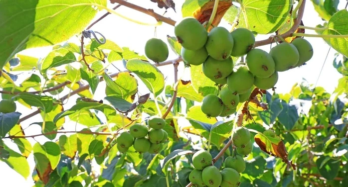 Loài cây dại ở châu Á có thể là khắc tinh của ung thư phổi