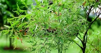 Loại cây được ví như “nhân sâm bình dân”, nhiều nhà đang trồng