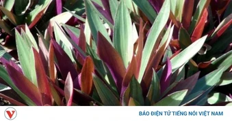 Loại cây nhiều người trồng vì đẹp lại là "thuốc quý" dưỡng tim, giải độc cực tốt