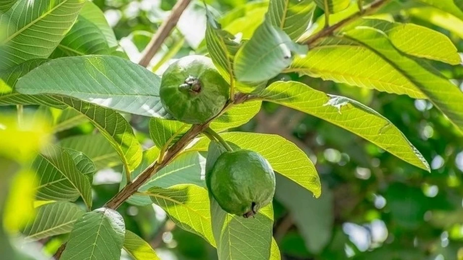 Loại cây quen mặt được ví như "tủ thuốc tự nhiên", từ quả đến lá đều cực tốt Loại cây quen mặt được ví như "tủ thuốc tự nhiên", từ quả đến lá đều cực tốt