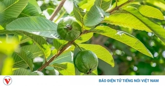 Loại cây quen mặt được ví như "tủ thuốc tự nhiên", từ quả đến lá đều cực tốt