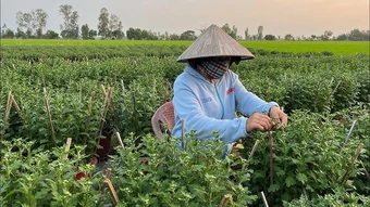 Loài cây tưởng chỉ trưng cho đẹp, ai ngờ còn là thuốc quý được Mỹ đánh giá cao: Người Việt dùng nhiều mà ít biết