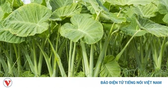 Loại cây vứt đâu mọc đó, có lợi đủ đường cho sức khoẻ, ít người biết tận dụng