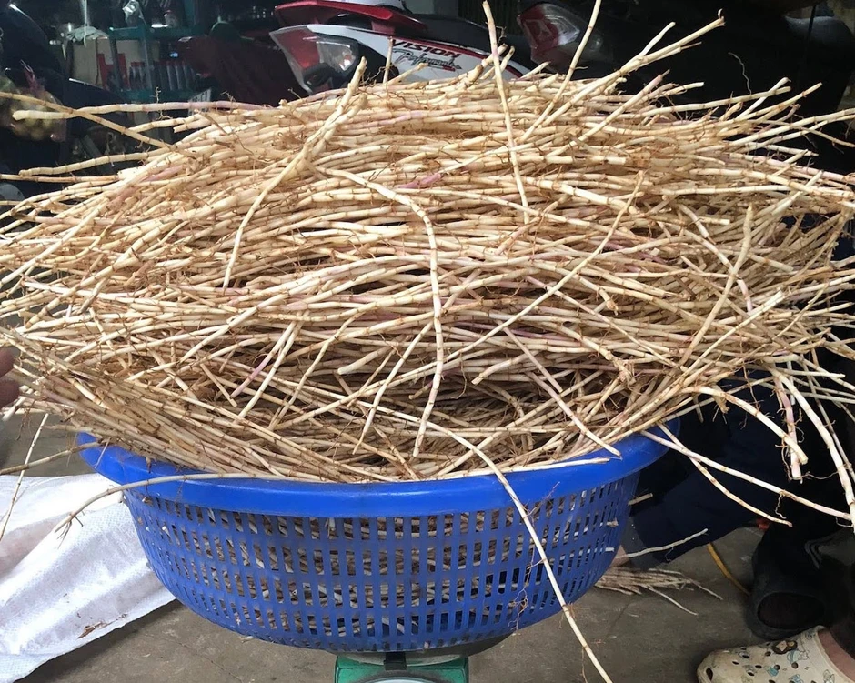Loài cỏ dại bị ghét lại được Đông y coi như 'báu vật'